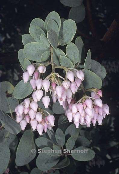 arctostaphylos viscida ssp viscida 2 graphic